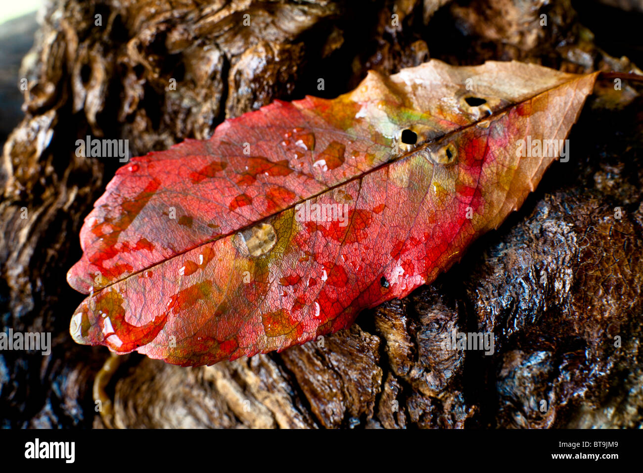 Leaves of autumn in close up on forest floor Stock Photo - Alamy