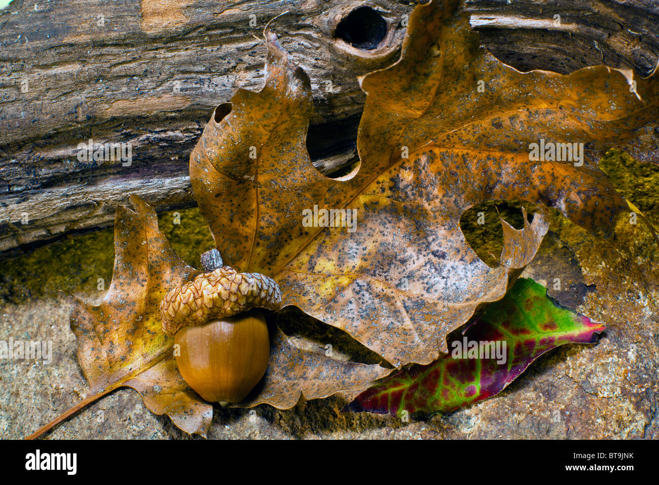 Leaves of autumn in close up on forest floor Stock Photo - Alamy