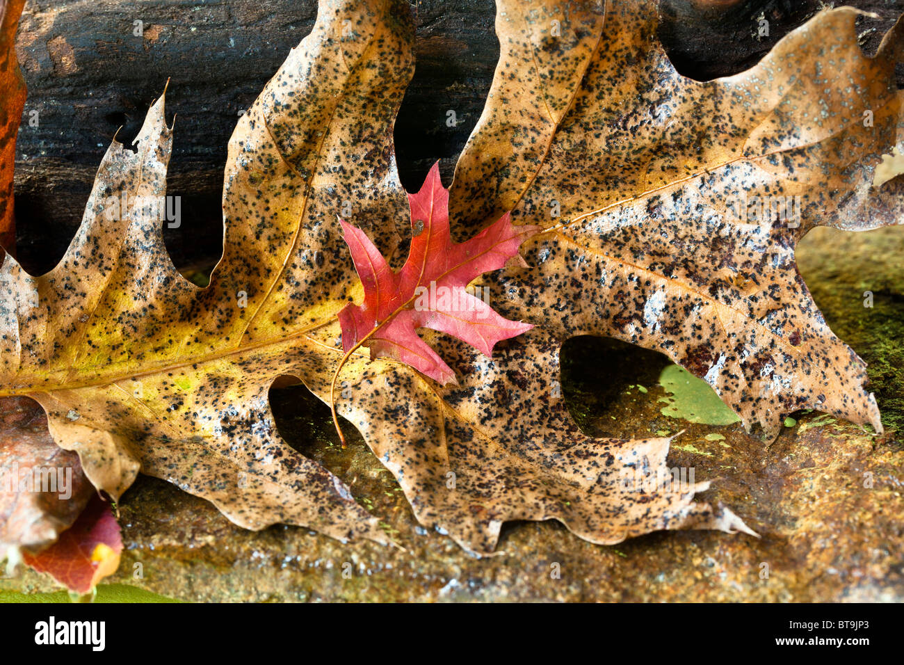 Leaves of autumn in close up on forest floor Stock Photo - Alamy