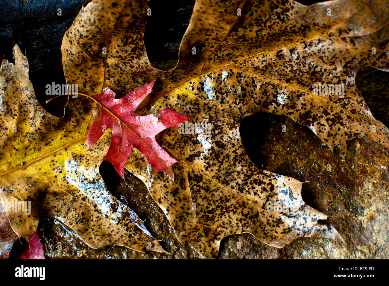 Leaves of autumn in close up on forest floor Stock Photo - Alamy