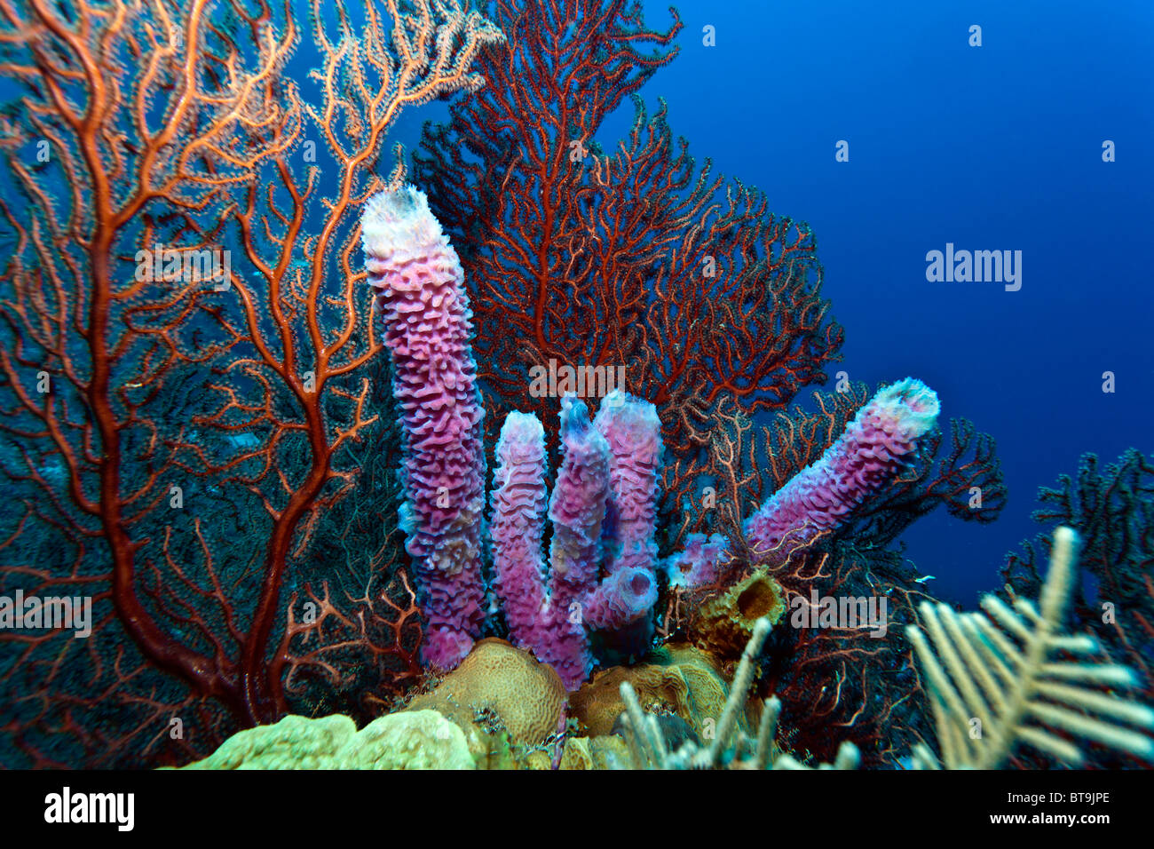 Deep water Gorgonian sea fan with purple vase sponges Stock Photo