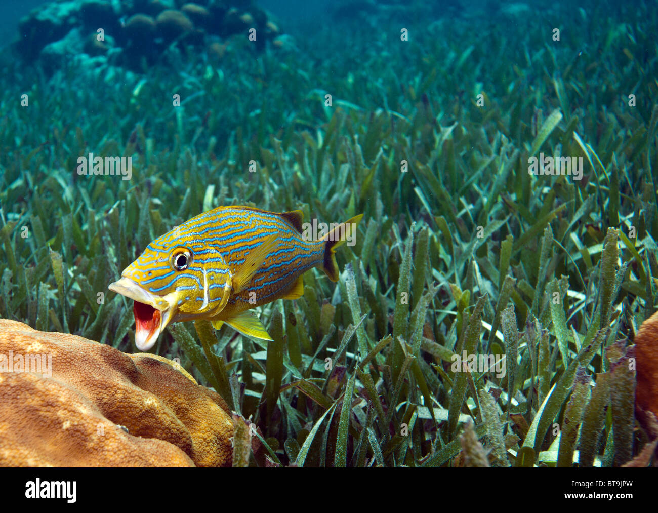 Grunt in sea grass at cleaning station opening it's mouth Stock Photo