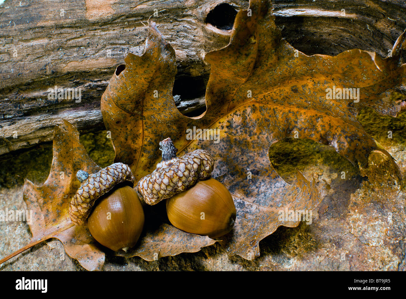 Leaves of autumn in close up on forest floor Stock Photo - Alamy