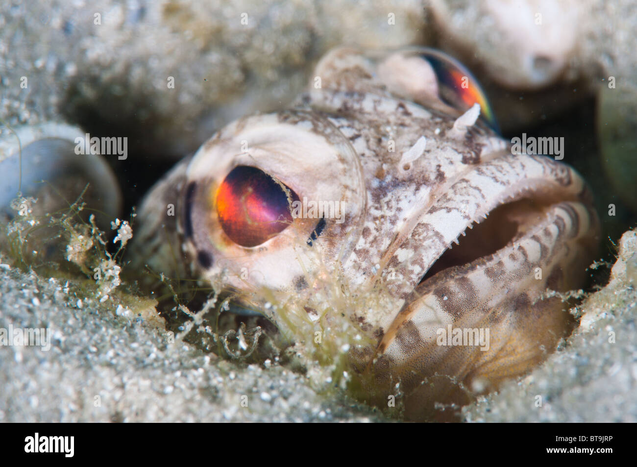Jawfish macro Stock Photo