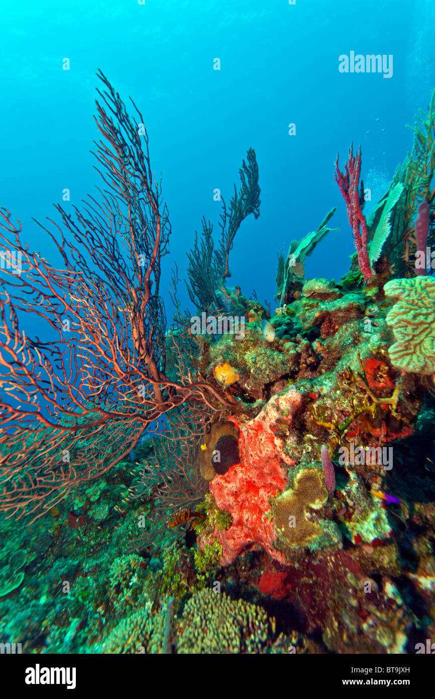 Deep water Gorgonian sea fan with sponges Stock Photo