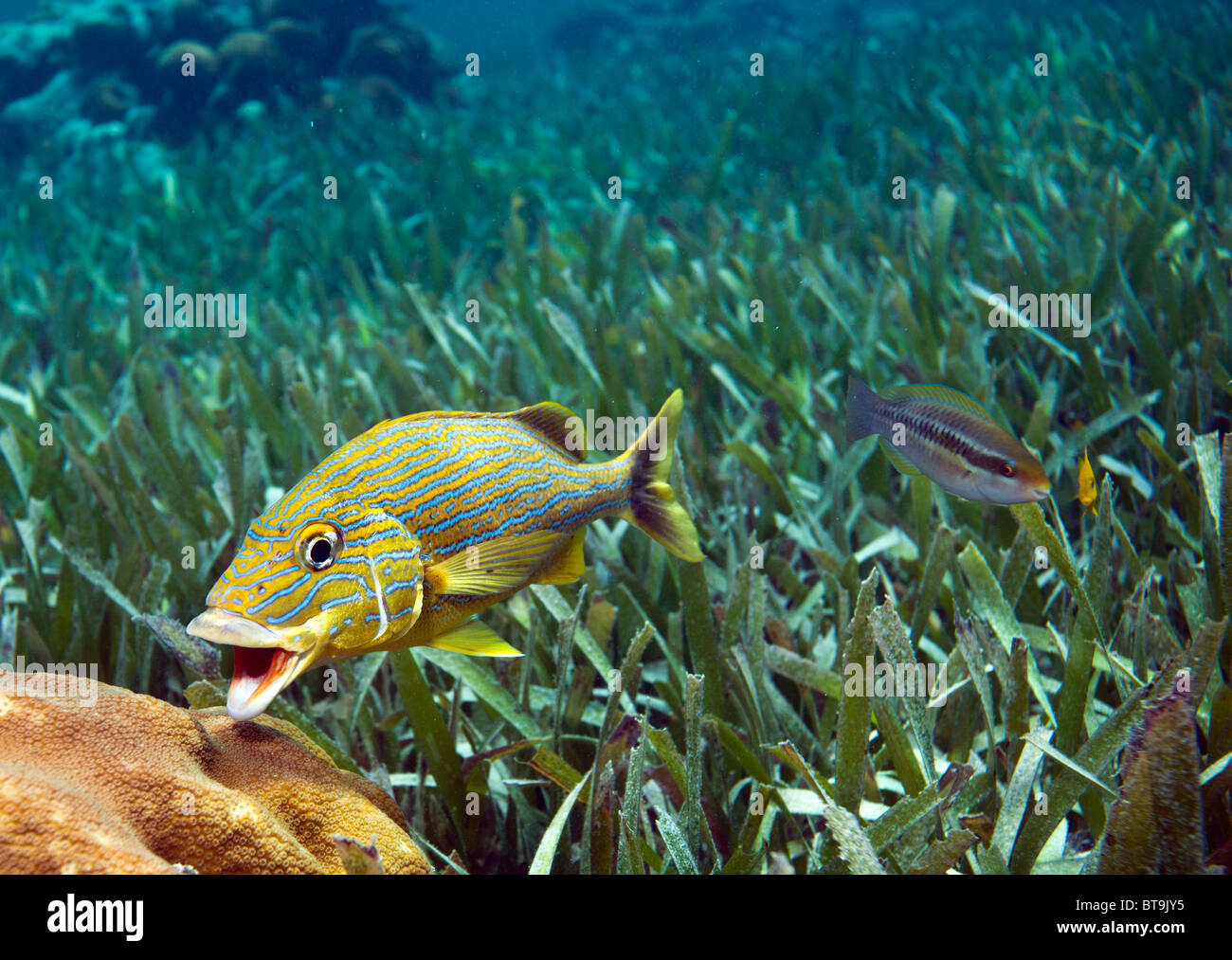 Grunt in sea grass at cleaning station opening it's mouth Stock Photo