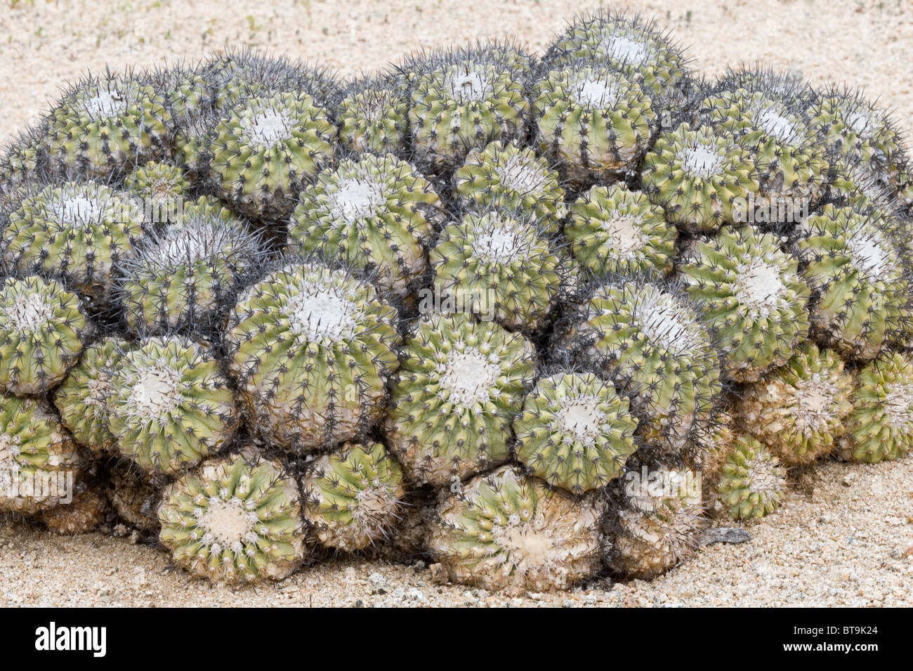 Copiapoa cinerascens cactus grows in Parque National Pan de Azucar Atacama (III) Chile South America Stock Photo