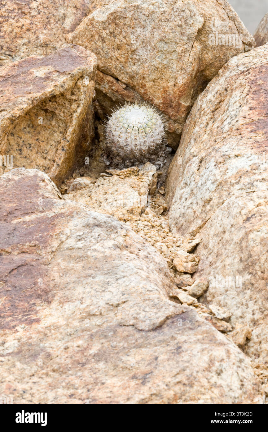 Over 20 variety of cacti grow in inhospitable conditions in Parque National Pan de Azucar