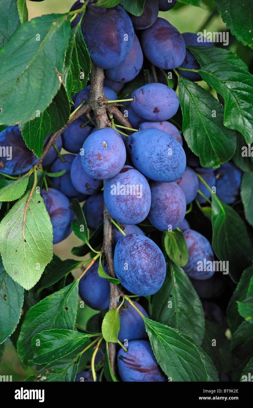 Ripe Plums (Prunus domestica) hanging from a tree Stock Photo Alamy