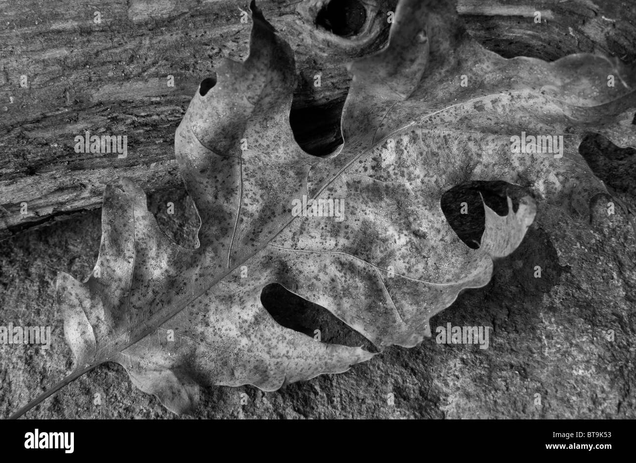 Leaves of autumn in close up on forest floor Stock Photo - Alamy