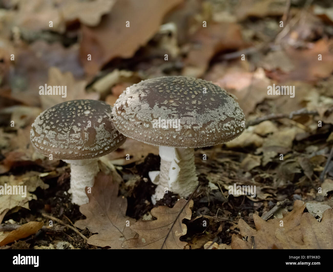 Mushroom from the Martin Breg hill forest, near Dugo Selo, Croatia. Stock Photo