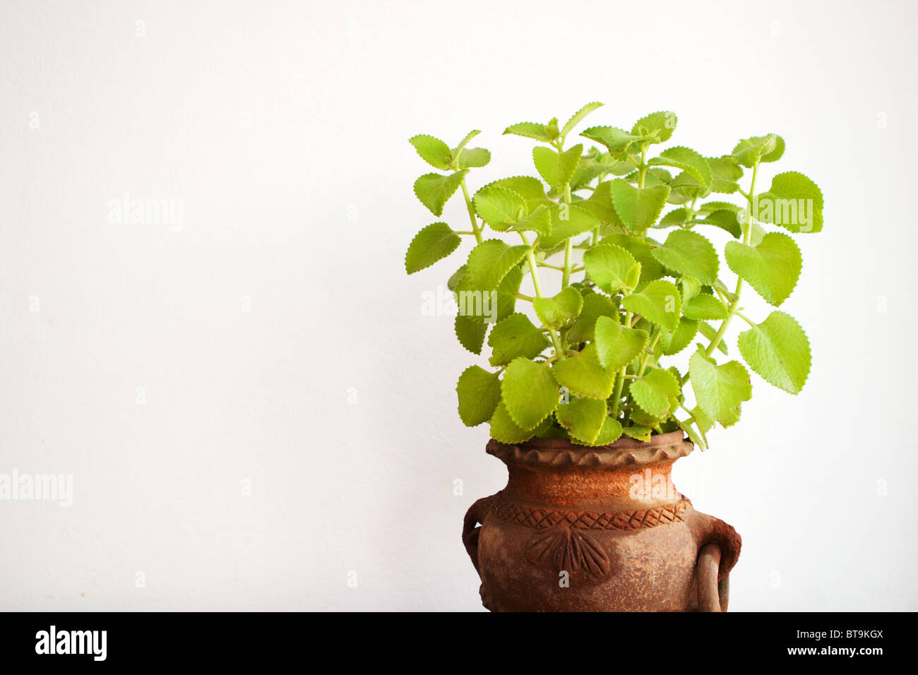 Potted Indian Borage (Plectranthus amboinicus) plant Stock Photo