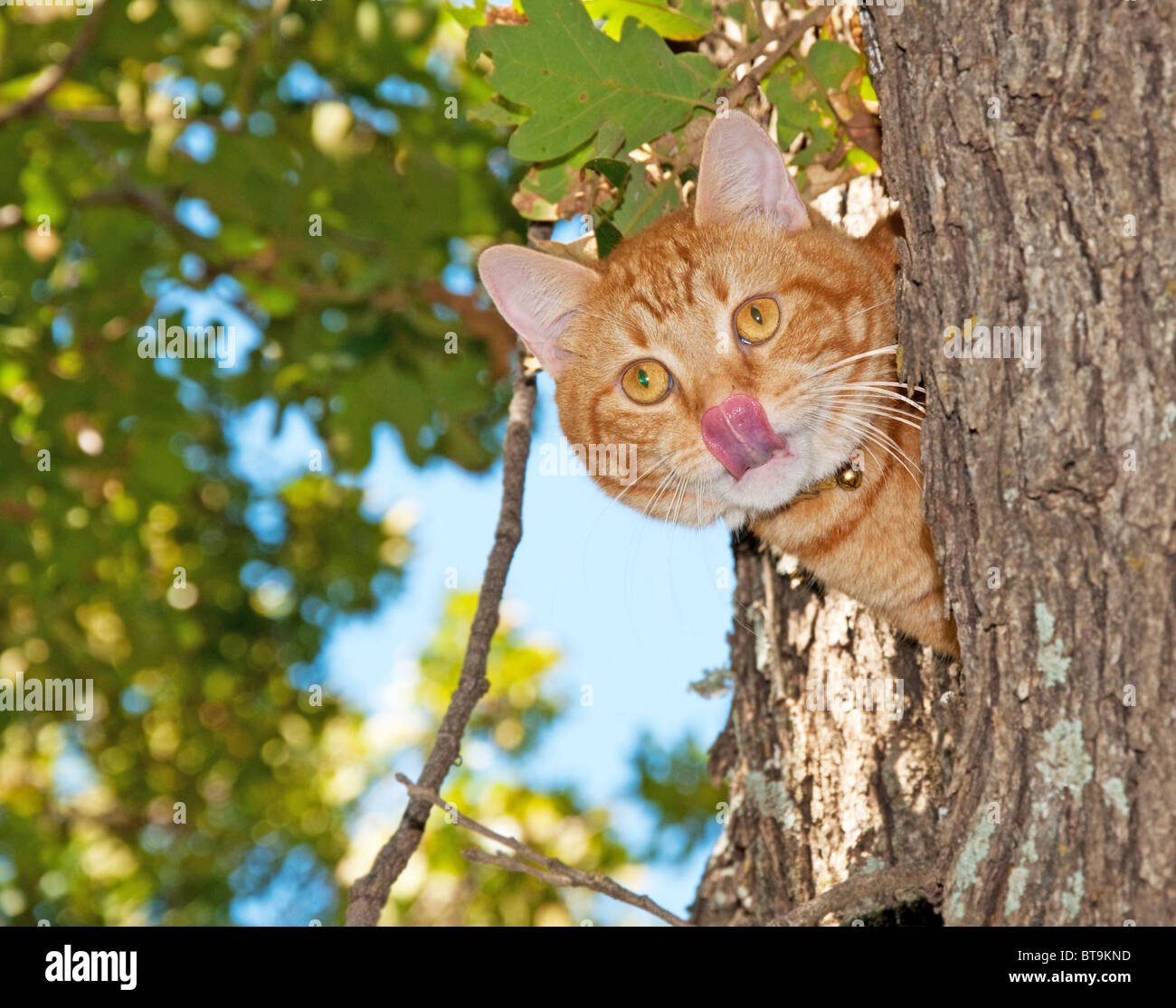 Cute orange tabby cat licking his nose Stock Photo