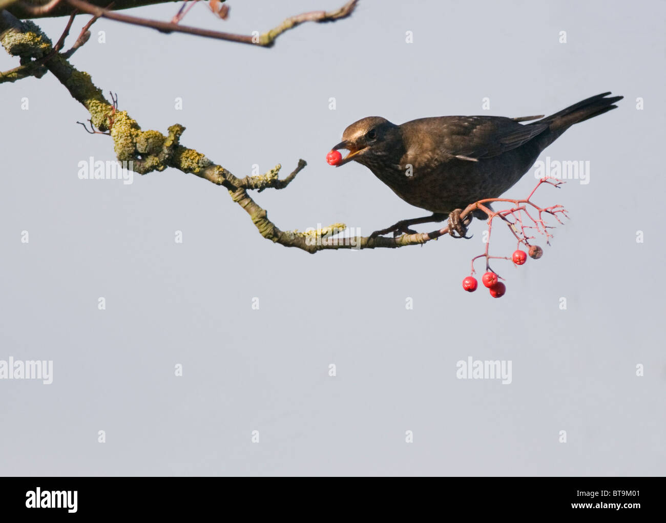 Female Blackbird eating red Rowan tree berry. Stock Photo