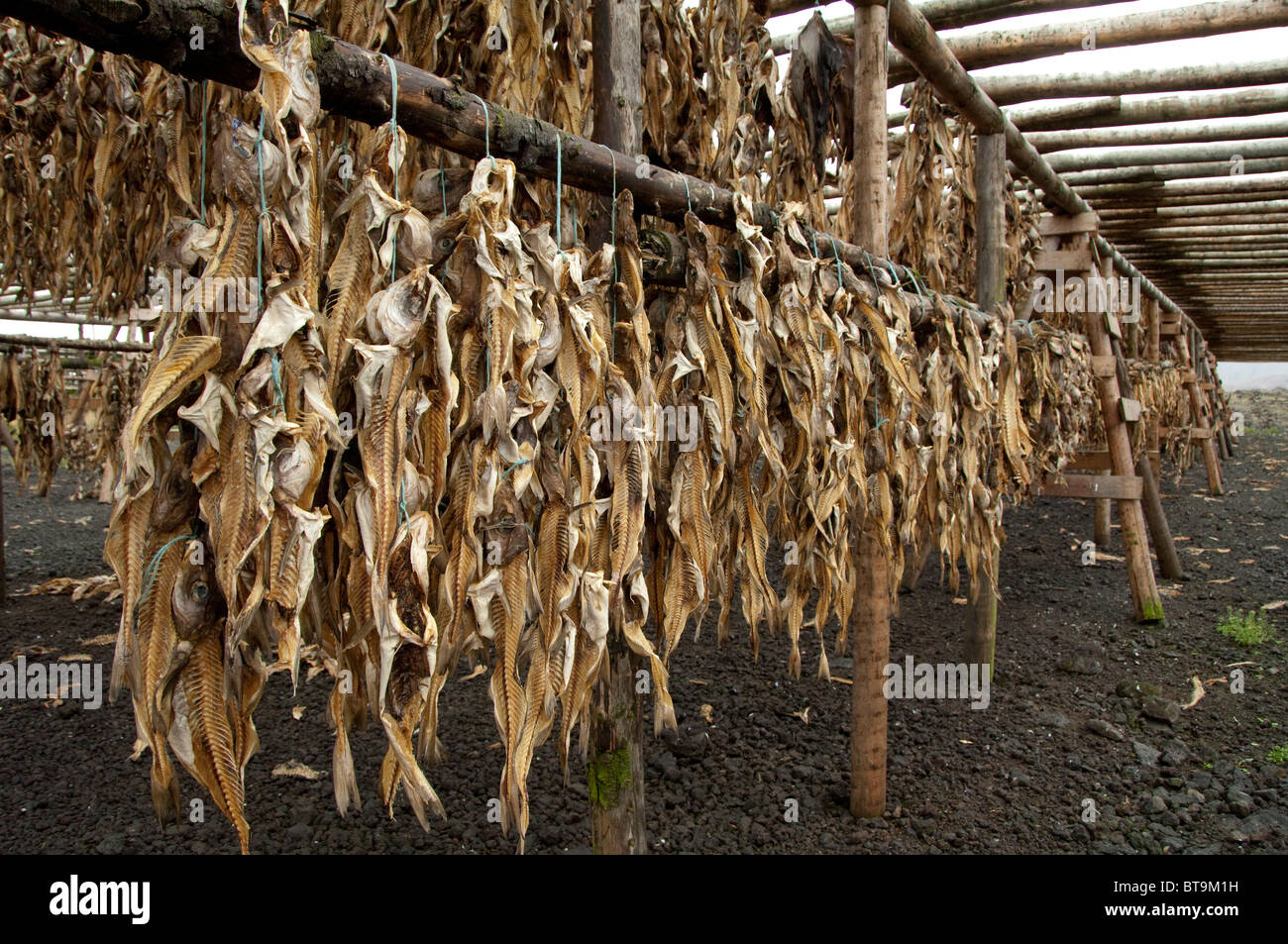 Iceland, Reykjanes Peninsula, Hafnarfjordur. Traditional stock fish