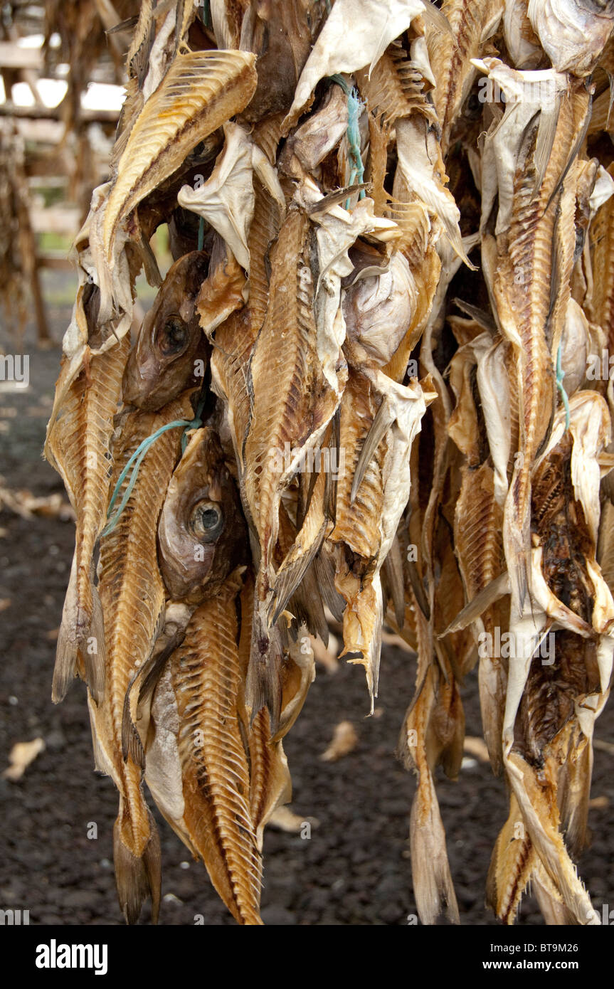 Iceland, Reykjanes Peninsula, Hafnarfjordur. Traditional stock fish