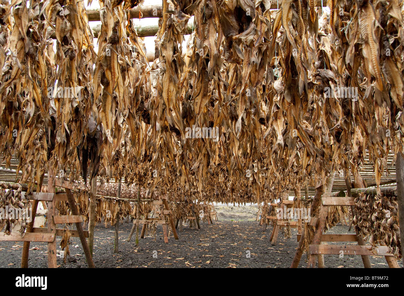 Iceland, Reykjanes Peninsula, Hafnarfjordur. Traditional stock fish