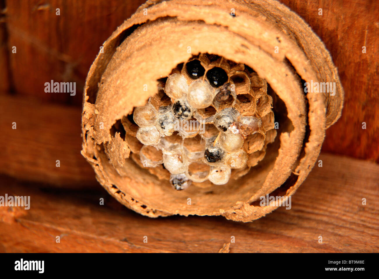 Solitary Wasp Nest in a Garden Shed Stock Photo