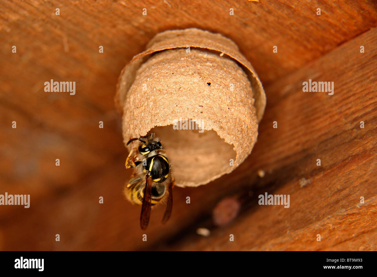 Solitary Wasp Building a Nest in a Garden Shed Stock Photo