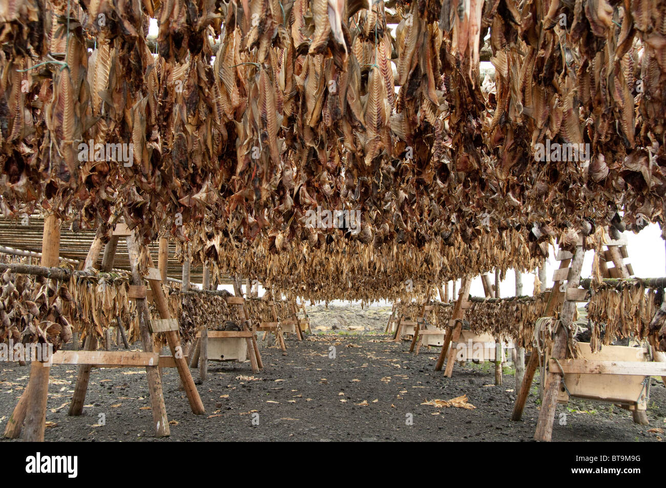 Iceland, Reykjanes Peninsula, Hafnarfjordur. Traditional stock fish