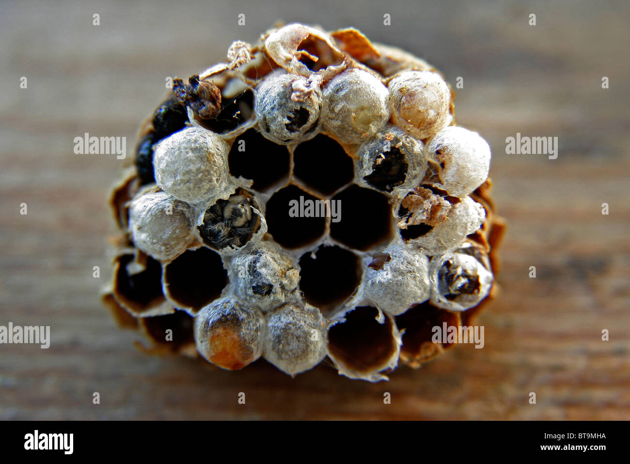 Honeycomb section of  the nest of a Solitary wasp deserted by it's parent Stock Photo