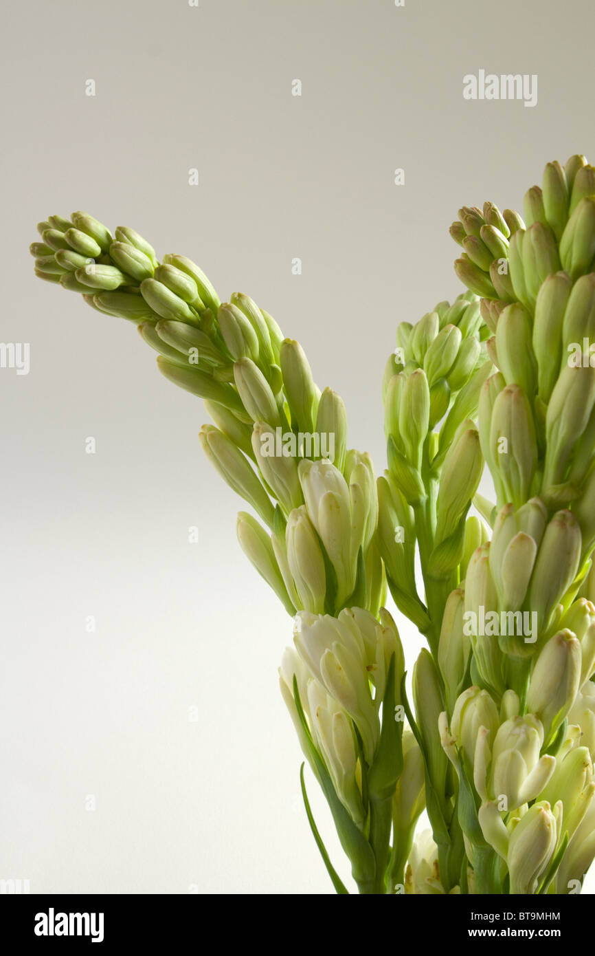 The Tuberose's Cage