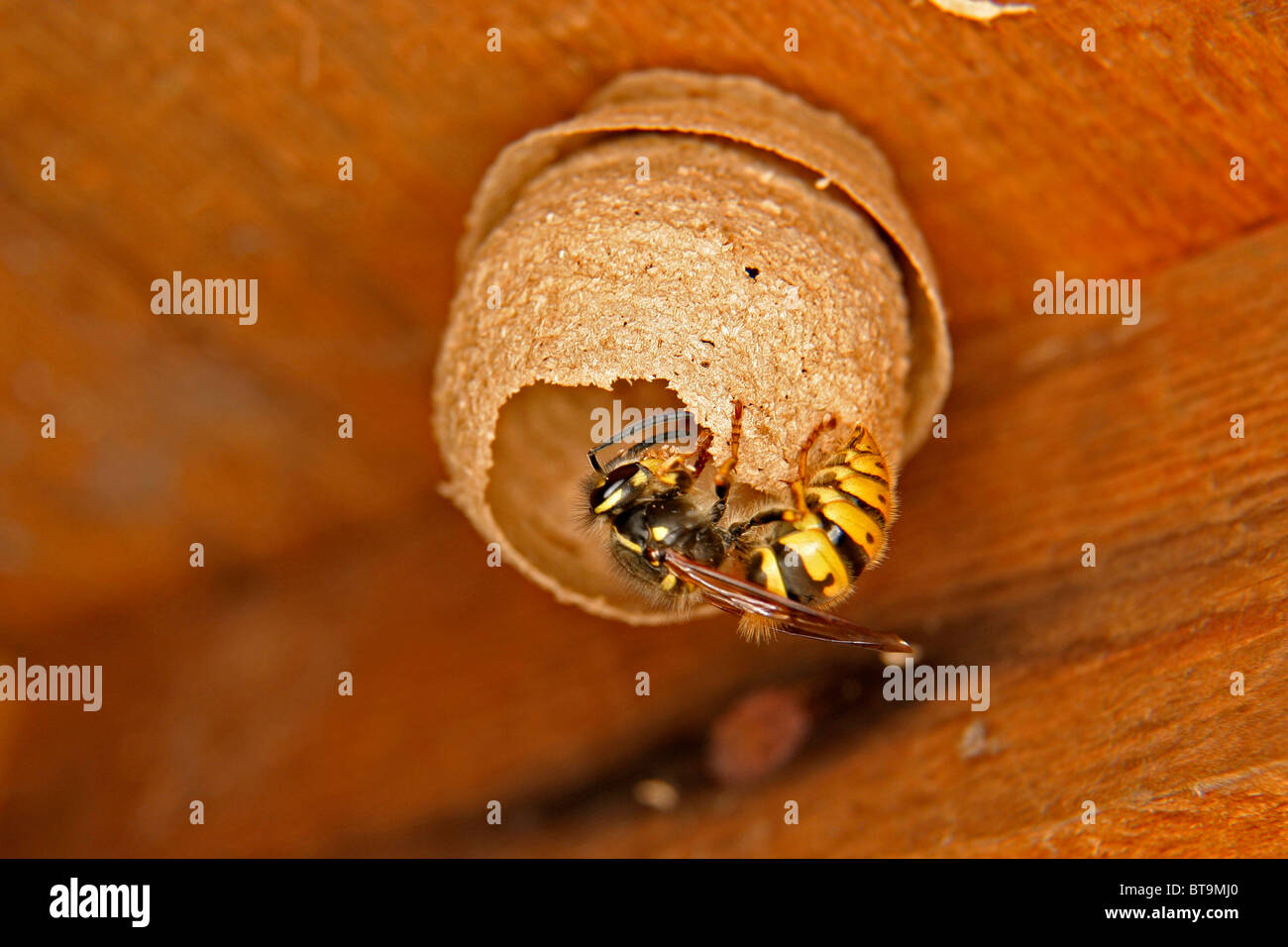 Solitary Wasp Building a Nest in a Garden Shed Stock Photo