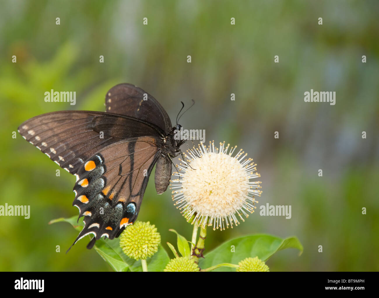 A black morph of an Eastern tiger swallowtail butterfly feeding on a Buttonbush Stock Photo