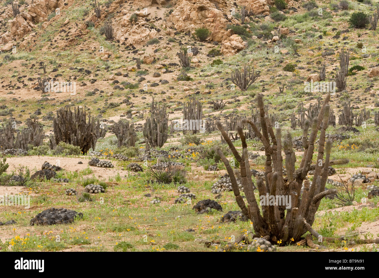 Copao (Eulychnia saint-pieana) cacti in valley with flowers Quebrada del Castillo Parque National Pan de Azucar Atacama Chile Stock Photo