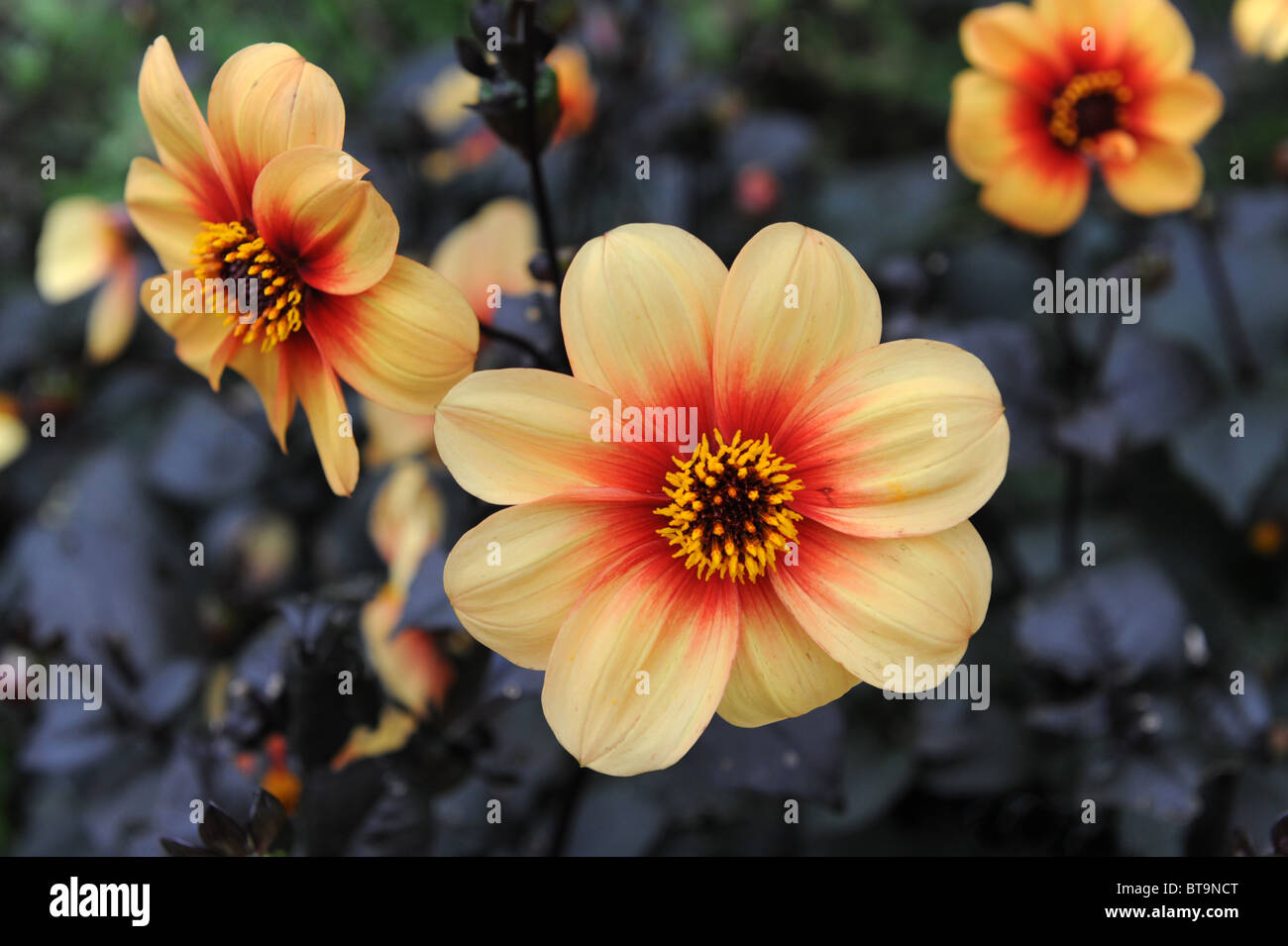 Dahlia cultivar Sunshine Stock Photo