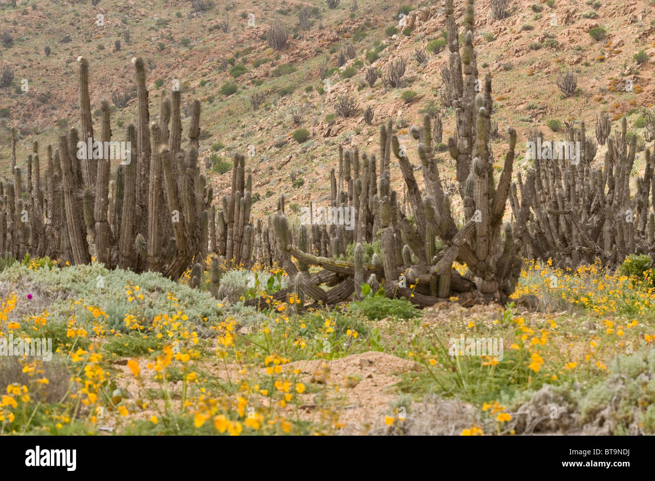 Quebrada del Castillo Parque National Pan de Azucar during desierto florido Atacama (III) Chile South America Stock Photo