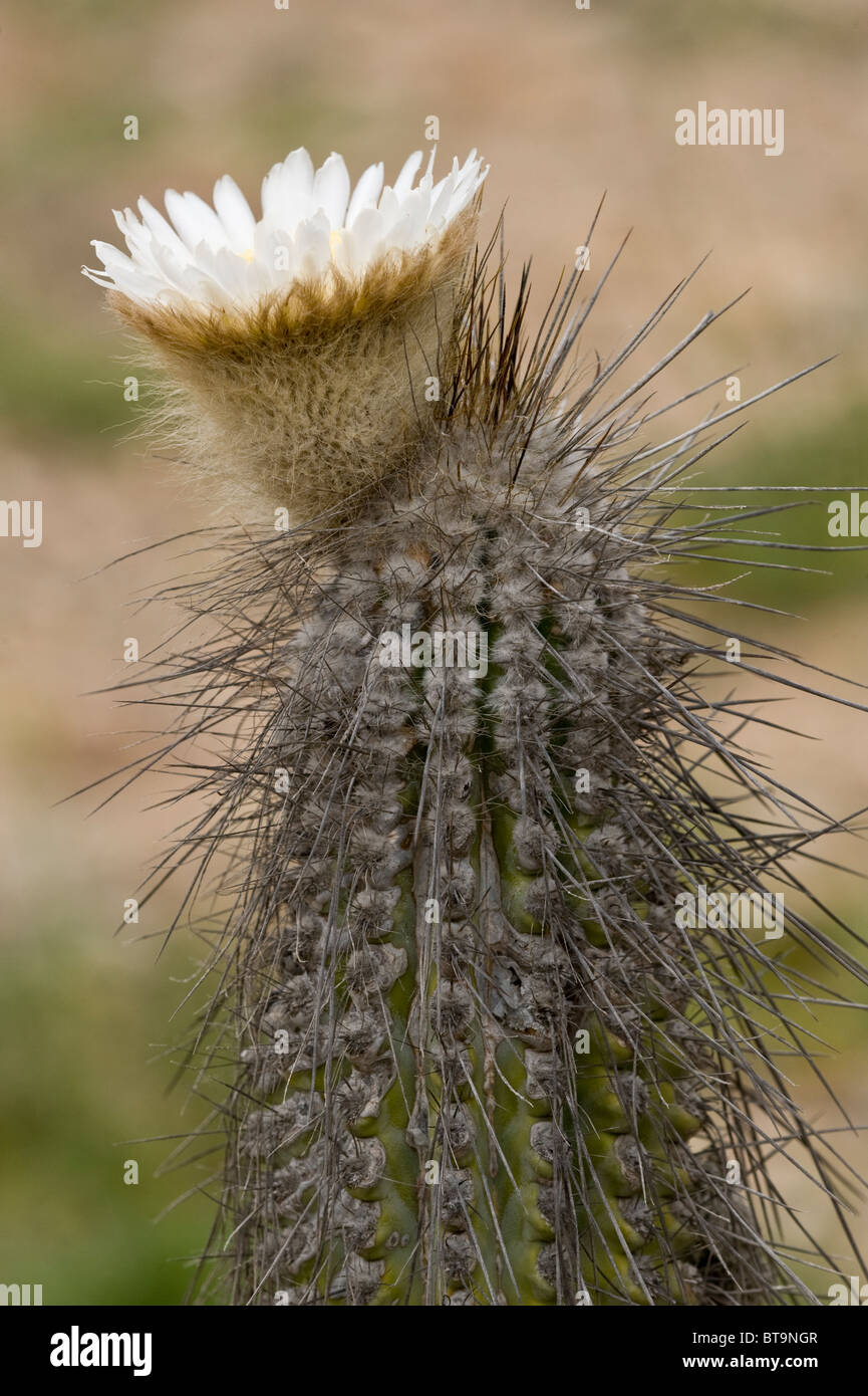 Copao cactus (Eulychnia breviflora) in bloom Quebrada del Castillo Parque National Pan de Azucar Atacama (III) Chile S. America Stock Photo