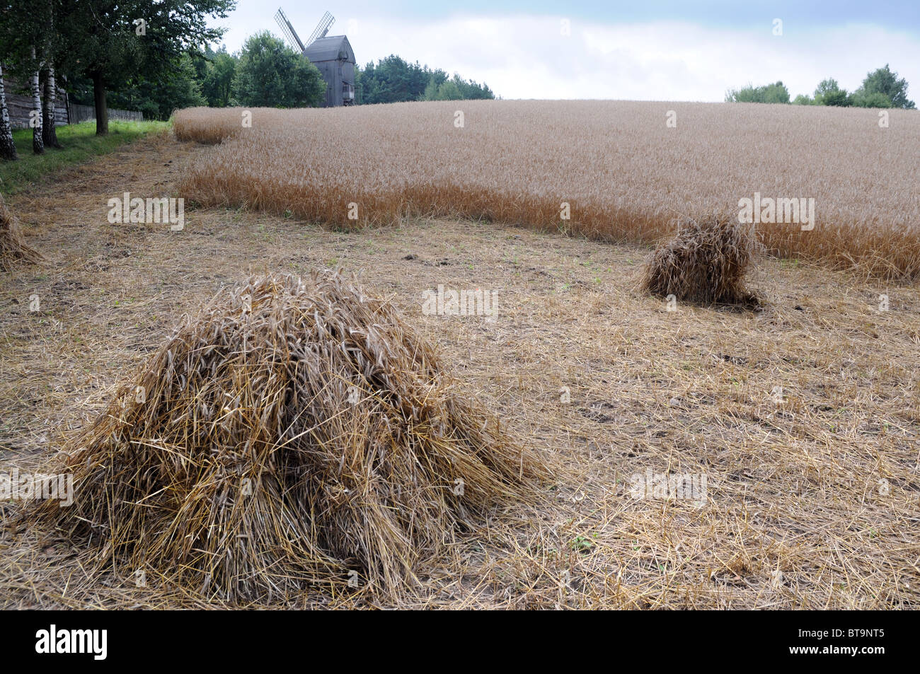 Polska grain hi-res stock photography and images - Alamy