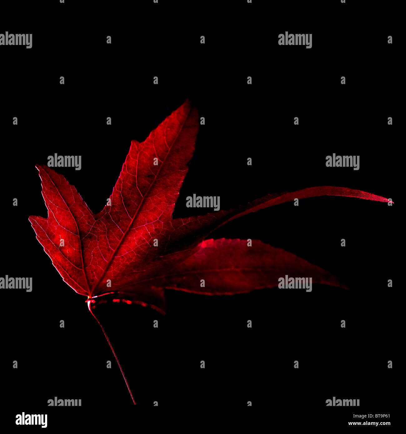 A leaf from an Acer tree.  Photo by Gordon Scammell Stock Photo