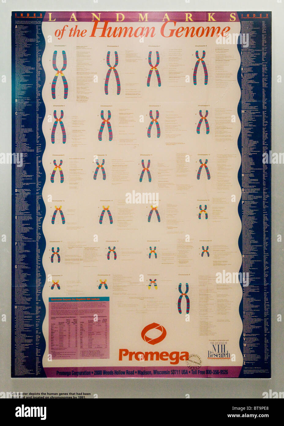 Human Genome history poster - USA Stock Photo
