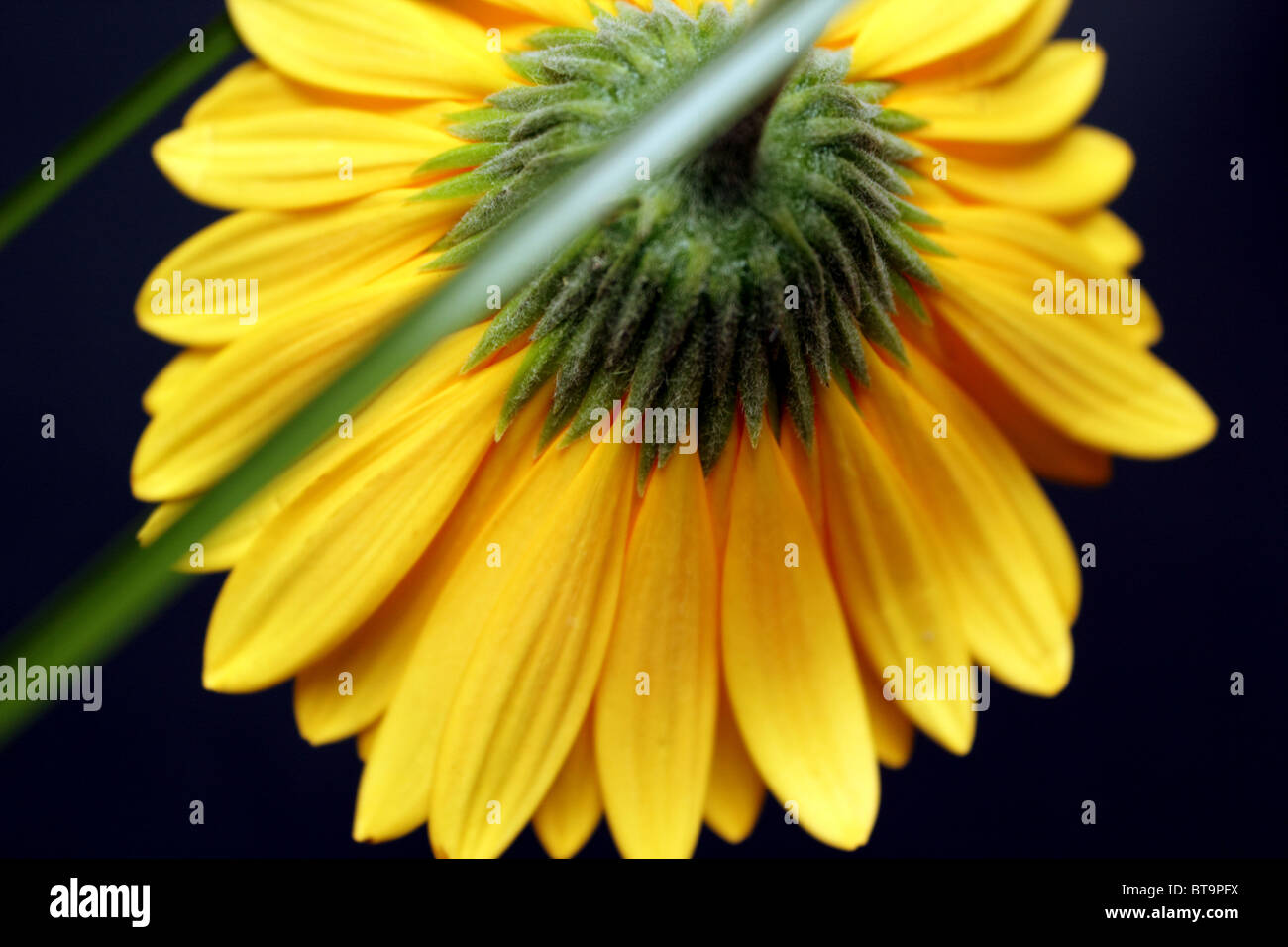 Yellow centered flower hi-res stock photography and images - Alamy