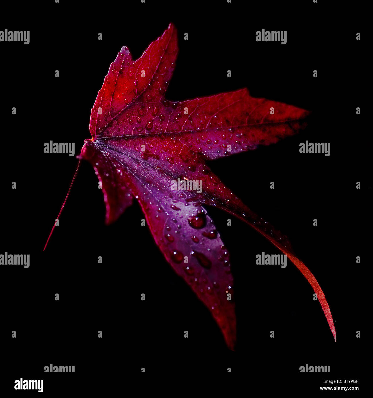 A leaf from an Acer tree.  Photo by Gordon Scammell Stock Photo