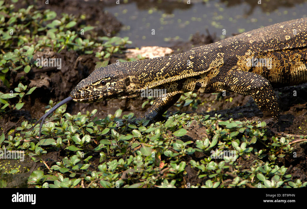 Monitor lizard searching for food, Kruger National Park, South Africa