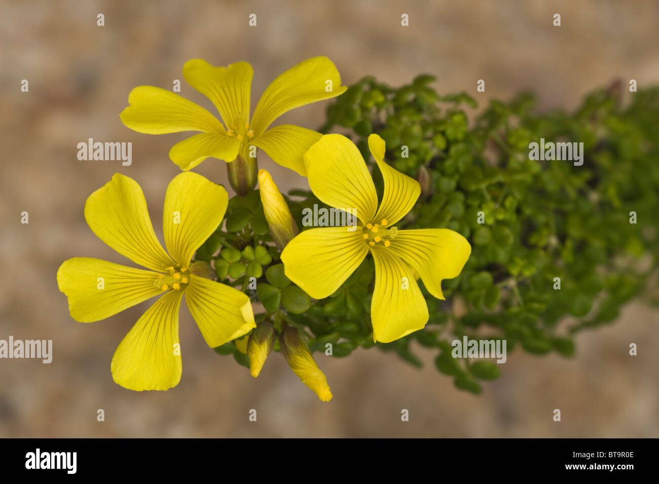 Oxalis gigantes flowers close-up Quebrada del Castillo Parque National Pan de Azucar Atacama (III) Chile South America Stock Photo