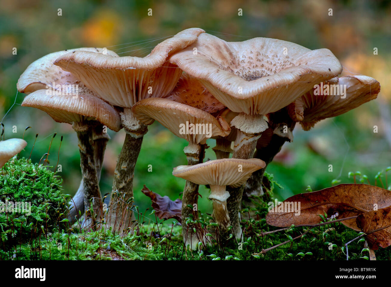 macro fungi image Stock Photo