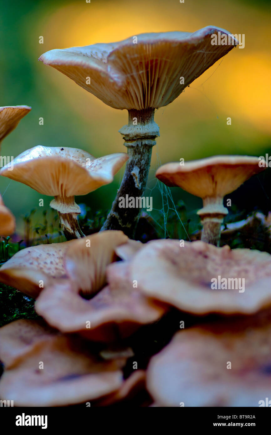 macro fungi image Stock Photo