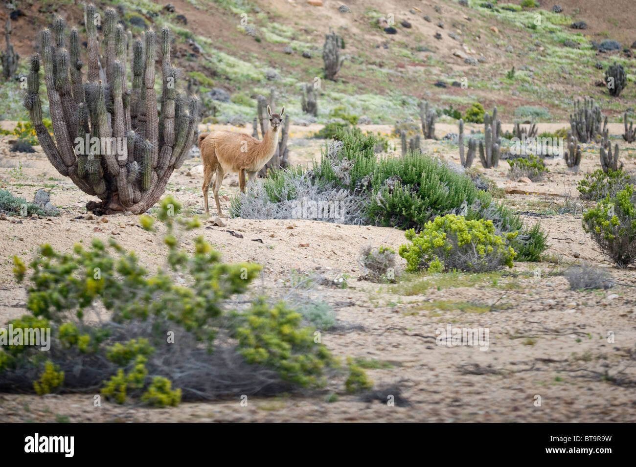 Guanaco (Lama guanicoe) male standing on plant covered slope Quebrada del Castillo Parque National Pan de Azucar Atacama Chile Stock Photo