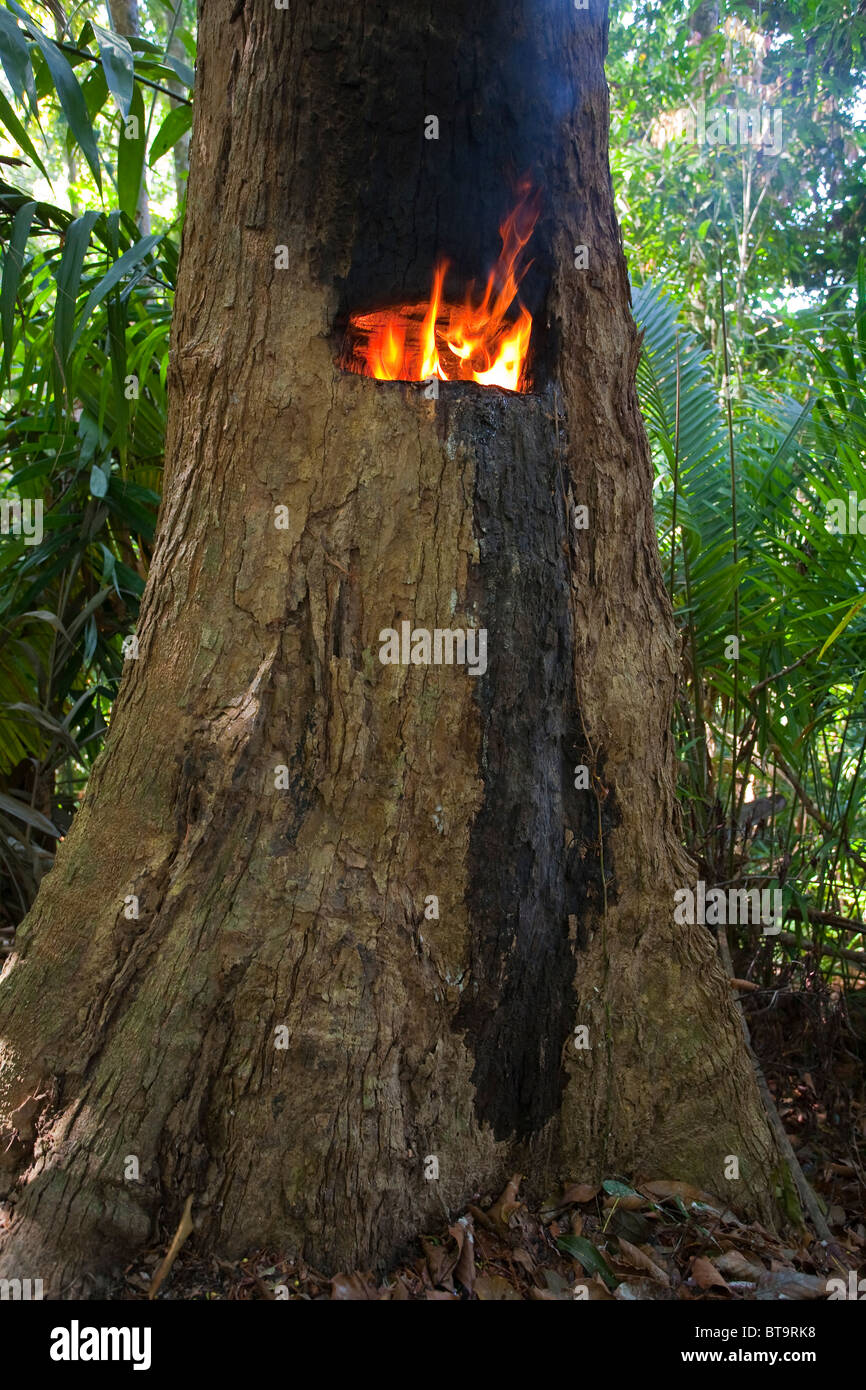 HAIRY-LEAFED APITONG TREE (Dipterocarpus alatus) being tapped for oleoresin, Koh Ra, southern Thailand. Endangered species. Stock Photo