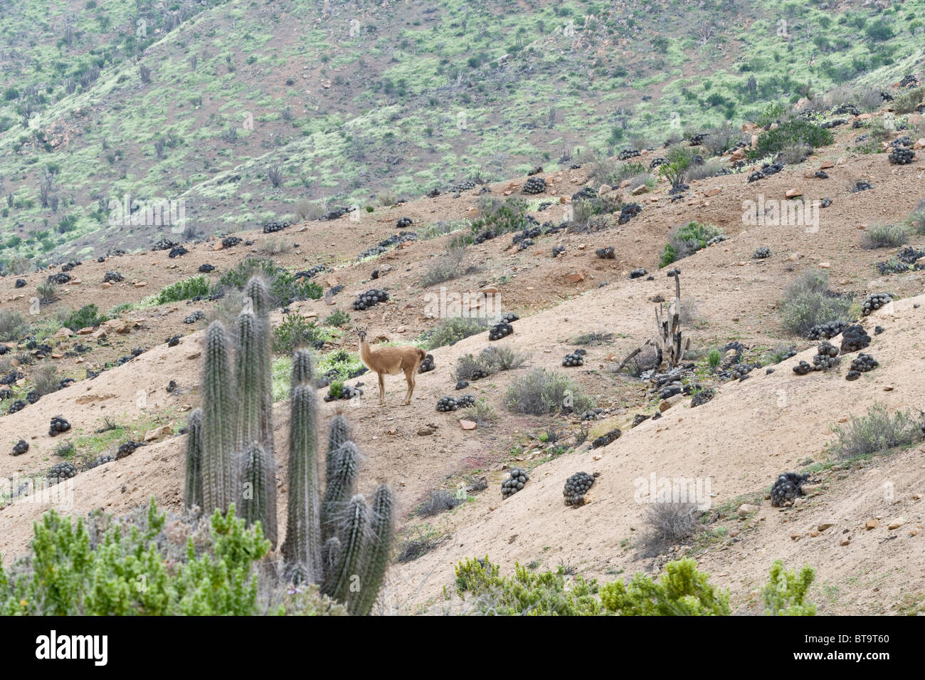 Guanaco (Lama guanicoe) male standing on plant covered slope Quebrada del Castillo Parque National Pan de Azucar Atacama Chile Stock Photo