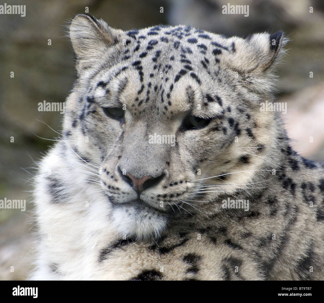 Male snow leopard (headshot Stock Photo - Alamy