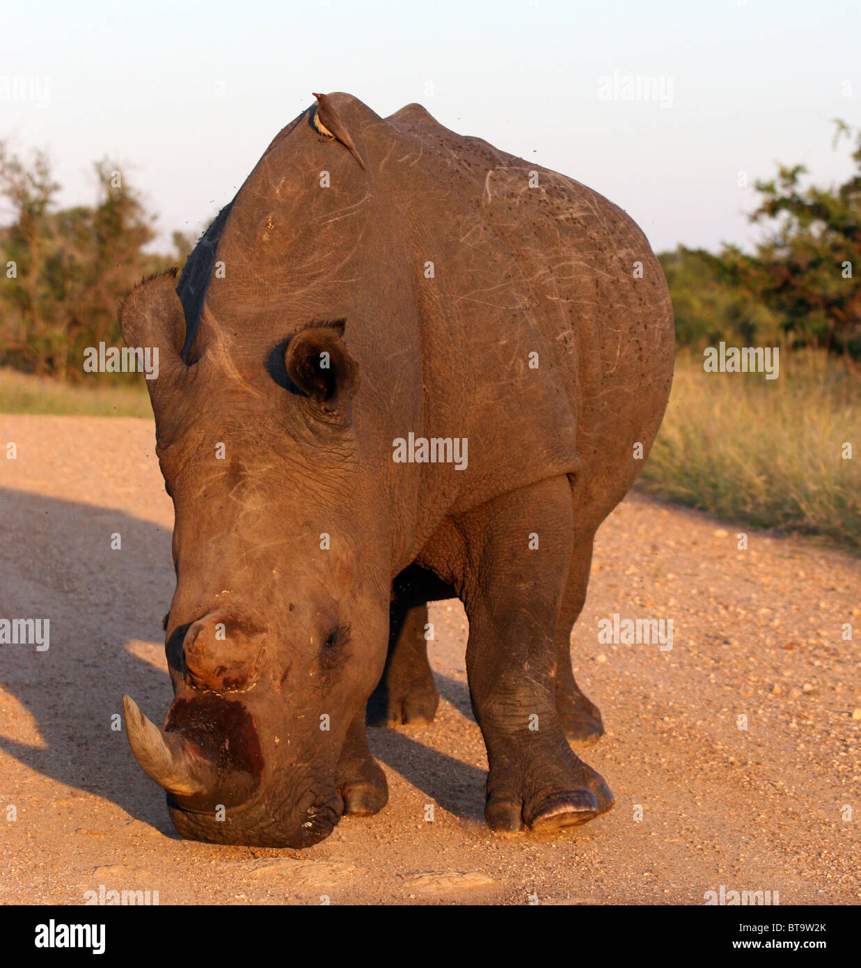 Oxpecker sat on a Rhino, Kruger National Park, Limpopo and Mpumalanga