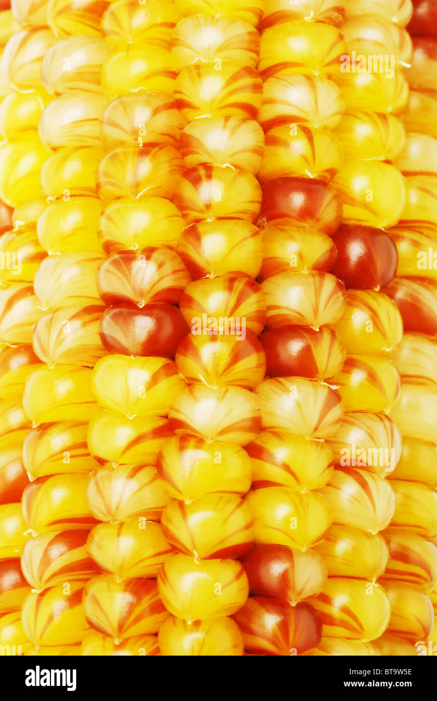 Close up of colorful Indian corns background Stock Photo