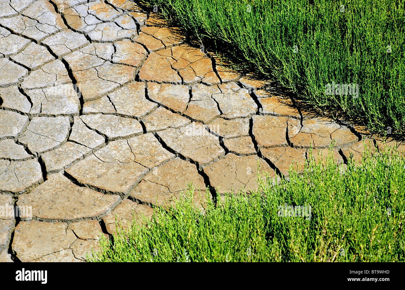 Dried soil, Camargue, Bouches-du-Rhone, Provence-Alpes Cote d'Azur, Southern France, France, Europe Stock Photo