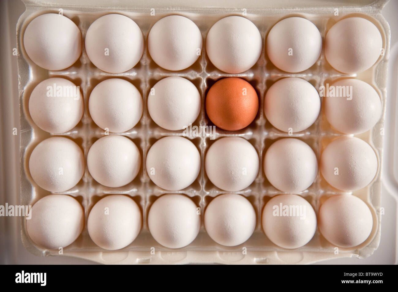 A big carton of white eggs with a single brown one Stock Photo