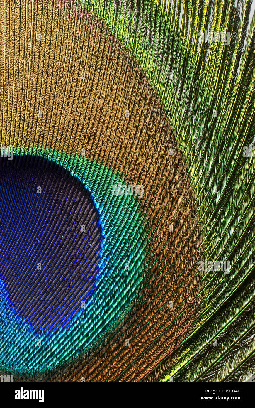 Peacock Feather With Glitter High Resolution Stock Photography And Images Alamy